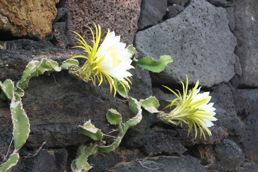 Casa Rural Finca Isabel Mozaga エクステリア 写真